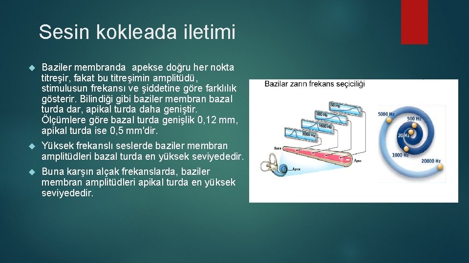 Sesin kokleada iletimi Baziler membranda apekse doğru her nokta titreşir, fakat bu titreşimin amplitüdü,