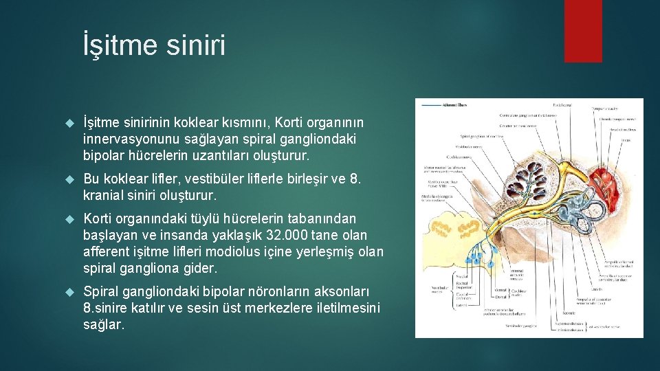 İşitme siniri İşitme sinirinin koklear kısmını, Korti organının innervasyonunu sağlayan spiral gangliondaki bipolar hücrelerin