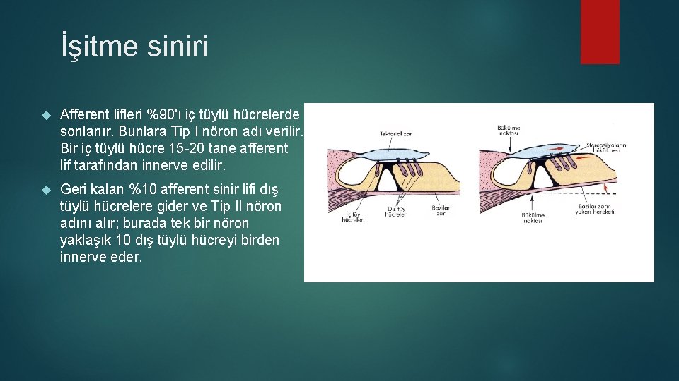 İşitme siniri Afferent lifleri %90'ı iç tüylü hücrelerde sonlanır. Bunlara Tip I nöron adı