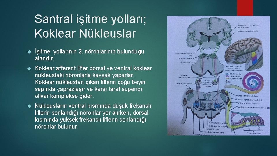 Santral işitme yolları; Koklear Nükleuslar İşitme yollarının 2. nöronlarının bulunduğu alandır. Koklear afferent lifler