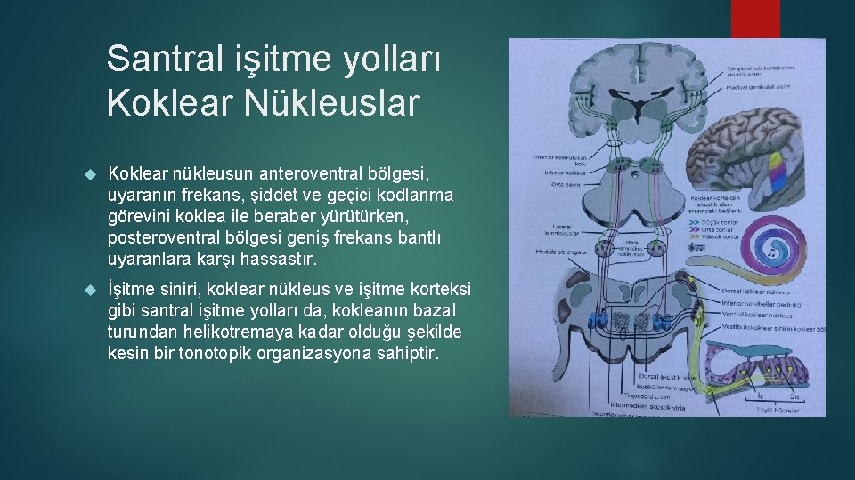 Santral işitme yolları Koklear Nükleuslar Koklear nükleusun anteroventral bölgesi, uyaranın frekans, şiddet ve geçici