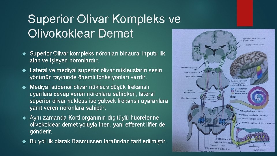 Superior Olivar Kompleks ve Olivokoklear Demet Superior Olivar kompleks nöronları binaural inputu ilk alan