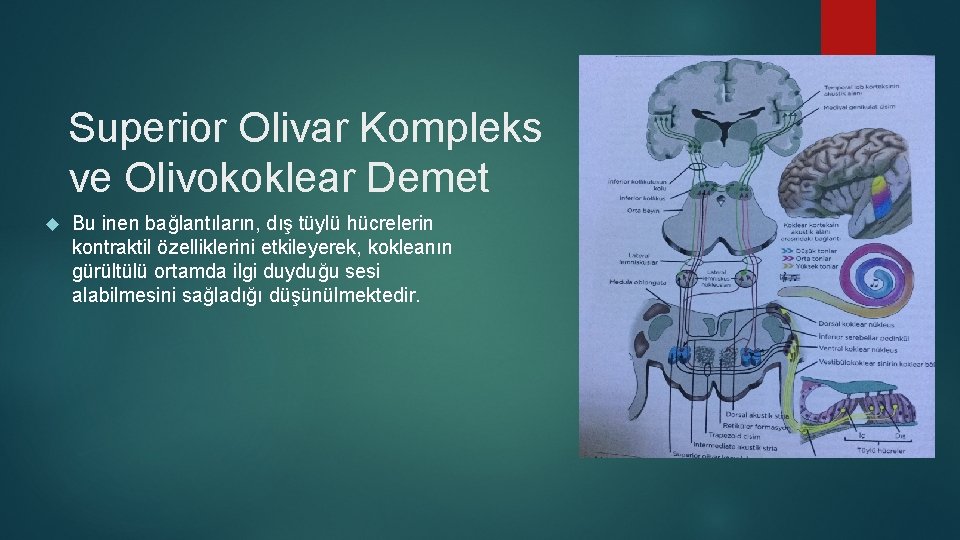 Superior Olivar Kompleks ve Olivokoklear Demet Bu inen bağlantıların, dış tüylü hücrelerin kontraktil özelliklerini