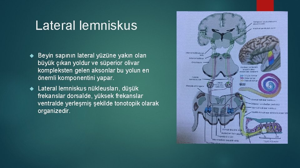 Lateral lemniskus Beyin sapının lateral yüzüne yakın olan büyük çıkan yoldur ve süperior olivar