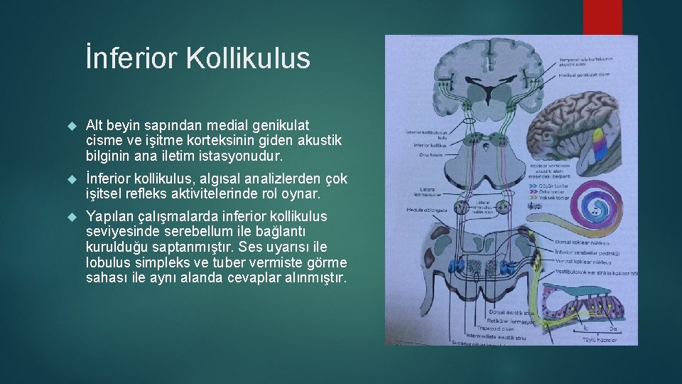 İnferior Kollikulus Alt beyin sapından medial genikulat cisme ve işitme korteksinin giden akustik bilginin