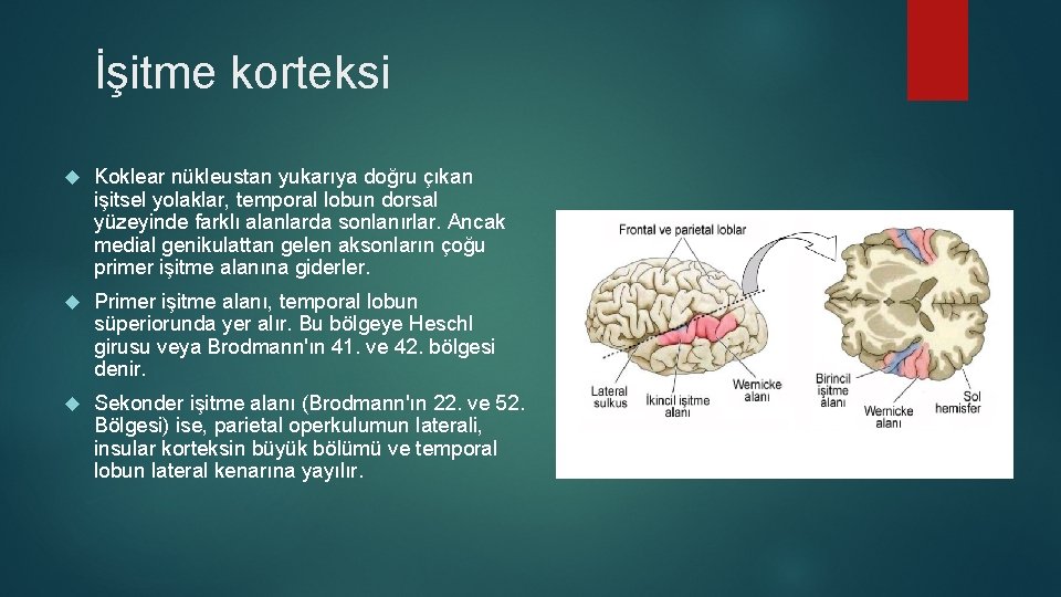 İşitme korteksi Koklear nükleustan yukarıya doğru çıkan işitsel yolaklar, temporal lobun dorsal yüzeyinde farklı