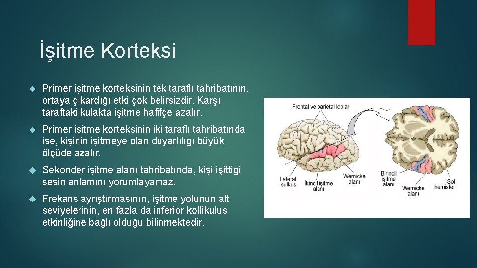 İşitme Korteksi Primer işitme korteksinin tek taraflı tahribatının, ortaya çıkardığı etki çok belirsizdir. Karşı