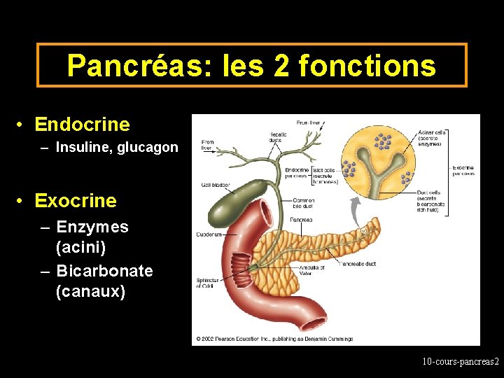 Pancréas: les 2 fonctions • Endocrine – Insuline, glucagon • Exocrine – Enzymes (acini)