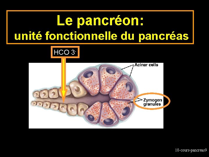 Le pancréon: unité fonctionnelle du pancréas HCO 3 - 10 -cours-pancreas 9 