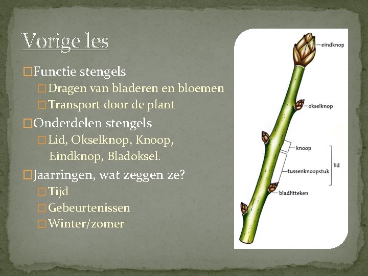 Vorige les �Functie stengels � Dragen van bladeren en bloemen � Transport door de