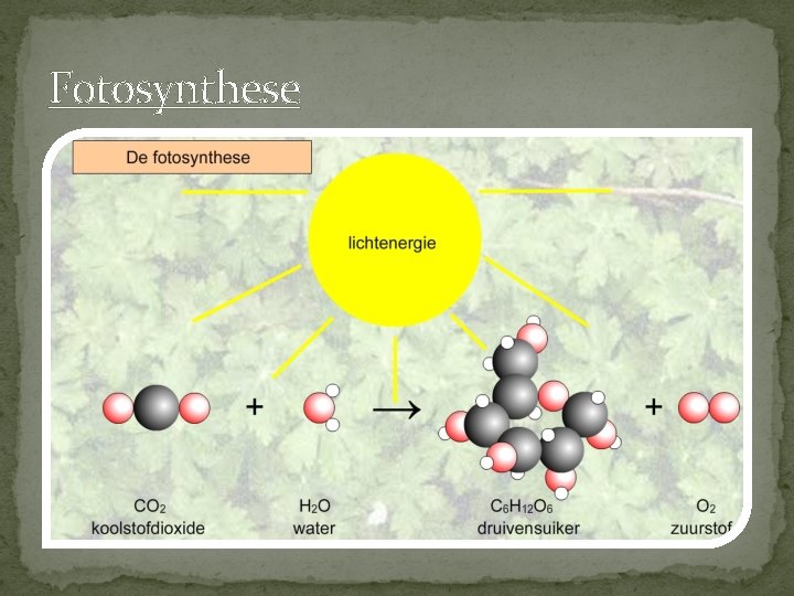 Fotosynthese 