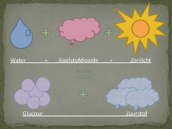 Water Glucose + Koolstofdioxide + Zonlicht Zuurstof 