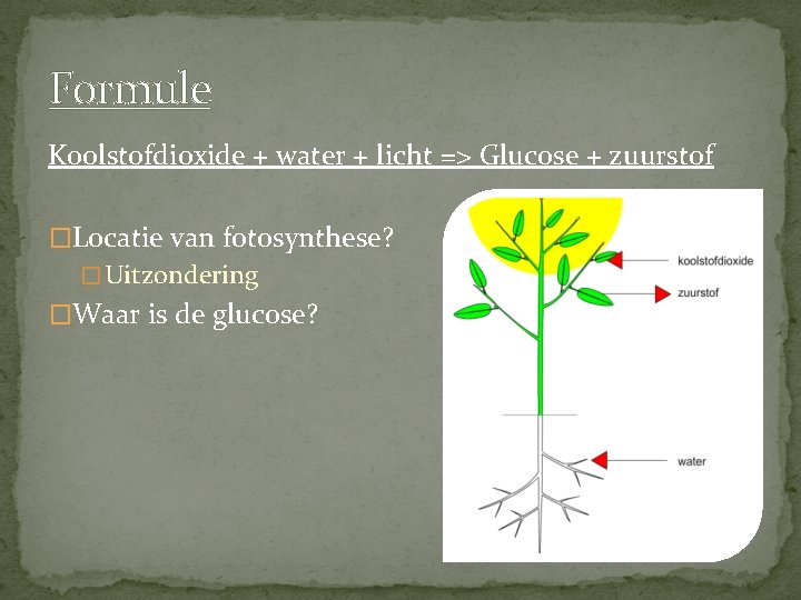 Formule Koolstofdioxide + water + licht => Glucose + zuurstof �Locatie van fotosynthese? �