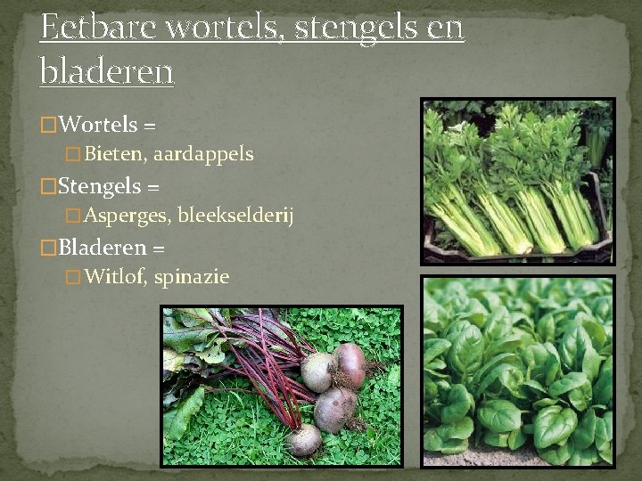 Eetbare wortels, stengels en bladeren �Wortels = � Bieten, aardappels �Stengels = � Asperges,