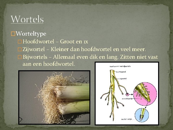 Wortels �Worteltype � Hoofdwortel – Groot en 1 x � Zijwortel – Kleiner dan