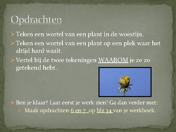 Opdrachten Ø Teken een wortel van een plant in de woestijn. Ø Teken een
