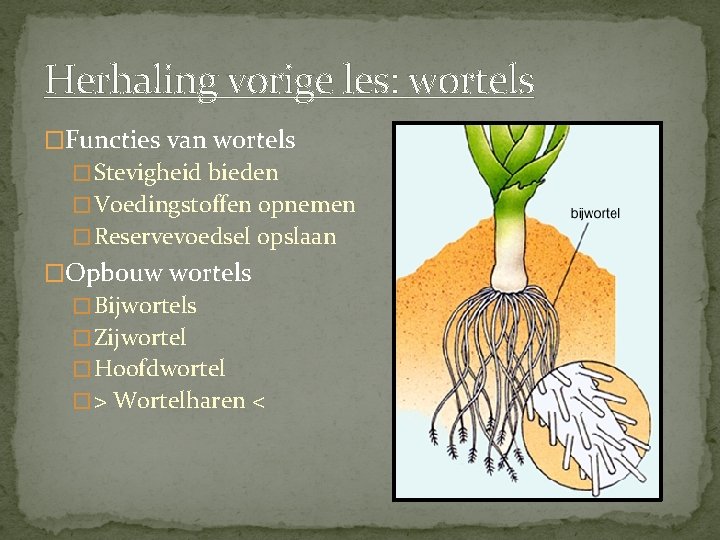 Herhaling vorige les: wortels �Functies van wortels � Stevigheid bieden � Voedingstoffen opnemen �