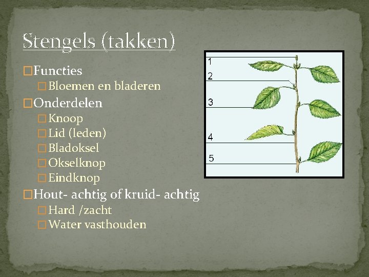 Stengels (takken) �Functies � Bloemen en bladeren �Onderdelen � Knoop � Lid (leden) �