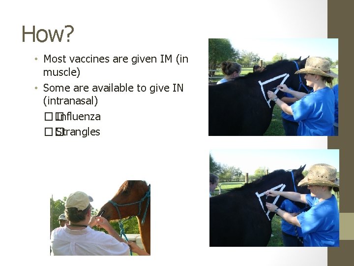 How? • Most vaccines are given IM (in muscle) • Some are available to