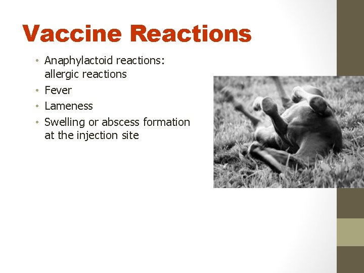 Vaccine Reactions • Anaphylactoid reactions: allergic reactions • Fever • Lameness • Swelling or