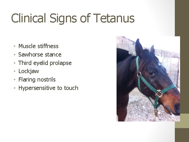 Clinical Signs of Tetanus • • • Muscle stiffness Sawhorse stance Third eyelid prolapse