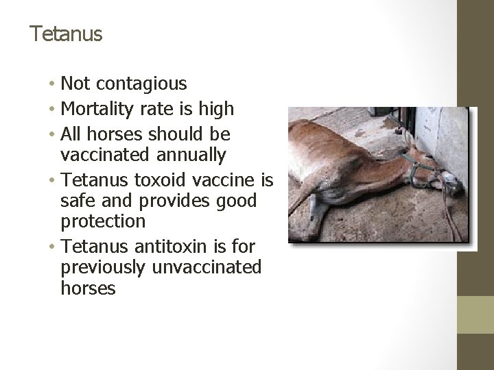 Tetanus • Not contagious • Mortality rate is high • All horses should be