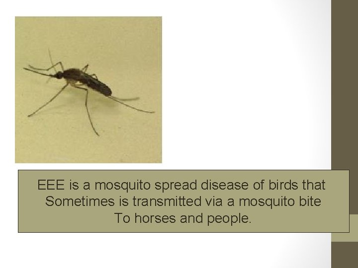 EEE is a mosquito spread disease of birds that Sometimes is transmitted via a