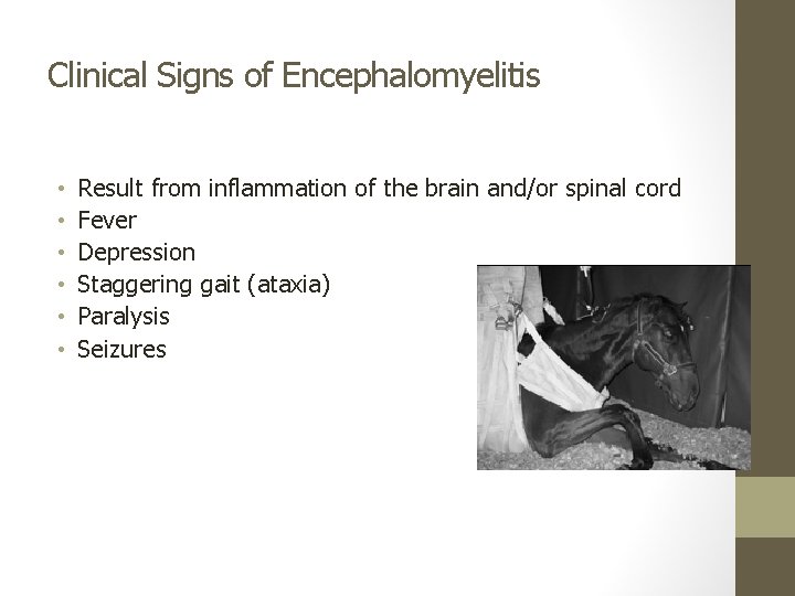 Clinical Signs of Encephalomyelitis • • • Result from inflammation of the brain and/or