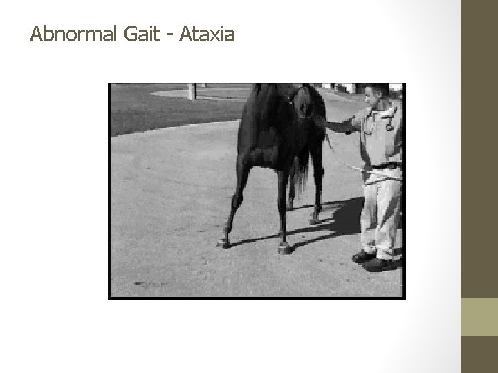 Abnormal Gait - Ataxia 