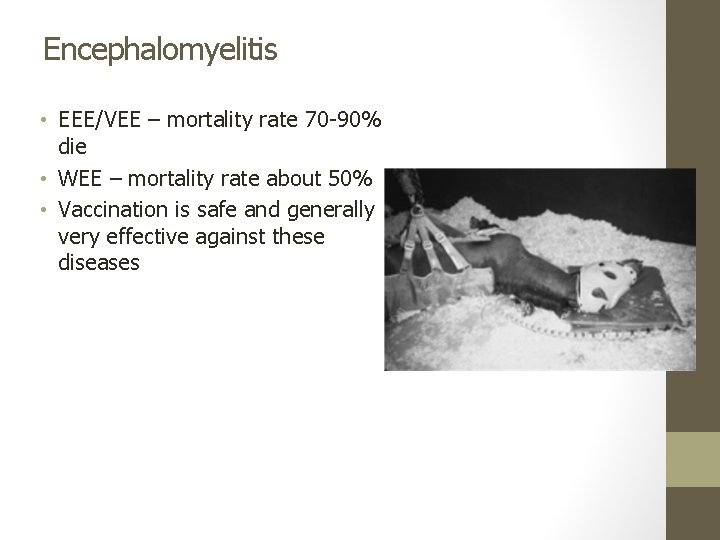 Encephalomyelitis • EEE/VEE – mortality rate 70 -90% die • WEE – mortality rate