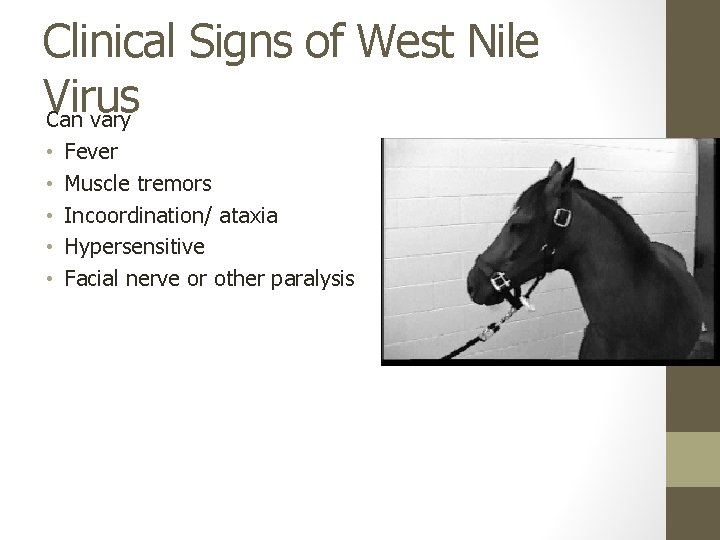 Clinical Signs of West Nile Virus Can vary • • • Fever Muscle tremors