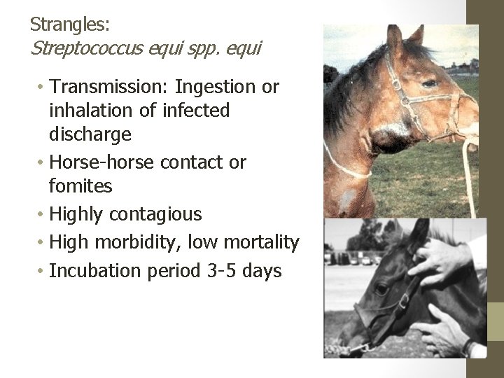 Strangles: Streptococcus equi spp. equi • Transmission: Ingestion or inhalation of infected discharge •