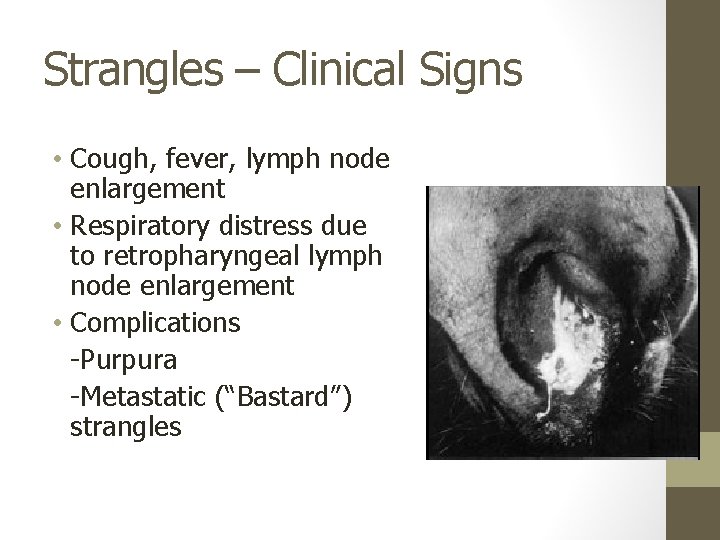 Strangles – Clinical Signs • Cough, fever, lymph node enlargement • Respiratory distress due