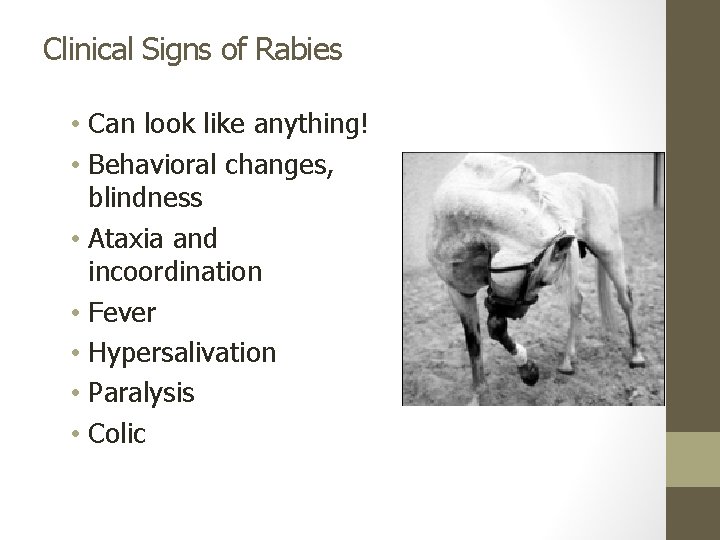 Clinical Signs of Rabies • Can look like anything! • Behavioral changes, blindness •