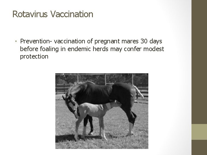 Rotavirus Vaccination • Prevention- vaccination of pregnant mares 30 days before foaling in endemic