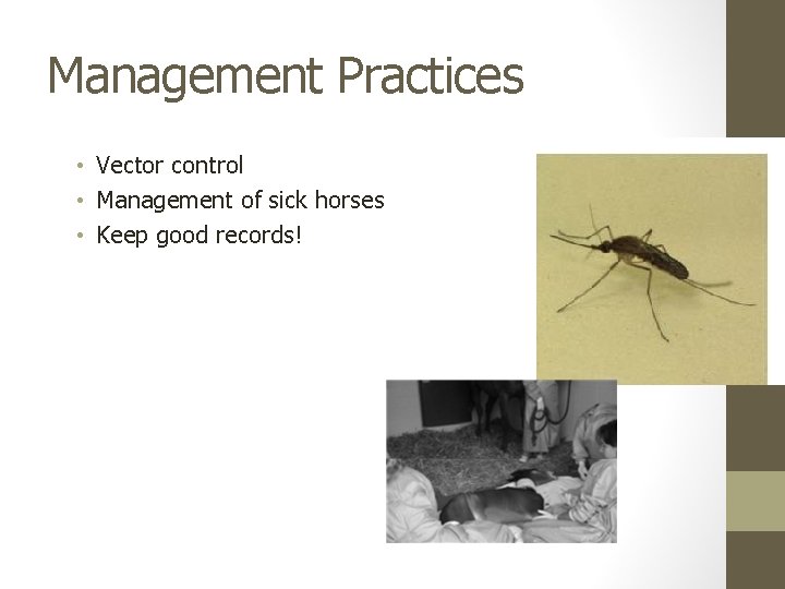 Management Practices • Vector control • Management of sick horses • Keep good records!