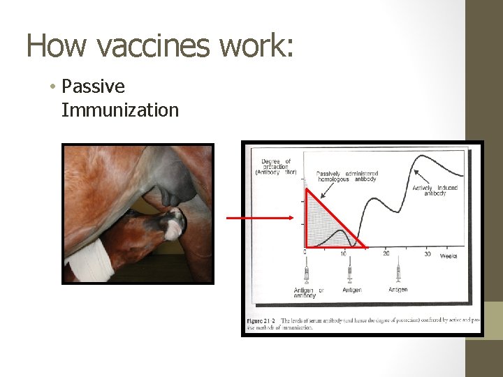 How vaccines work: • Passive Immunization 