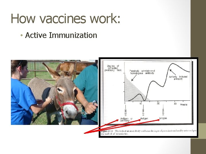 How vaccines work: • Active Immunization 