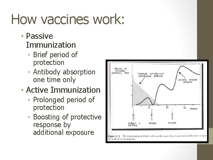 How vaccines work: • Passive Immunization • Brief period of protection • Antibody absorption