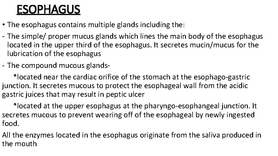 ESOPHAGUS • The esophagus contains multiple glands including the: - The simple/ proper mucus