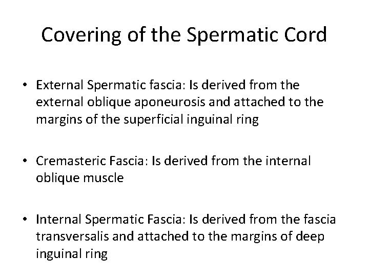 Covering of the Spermatic Cord • External Spermatic fascia: Is derived from the external