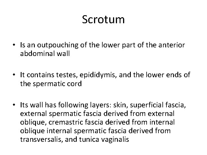 Scrotum • Is an outpouching of the lower part of the anterior abdominal wall