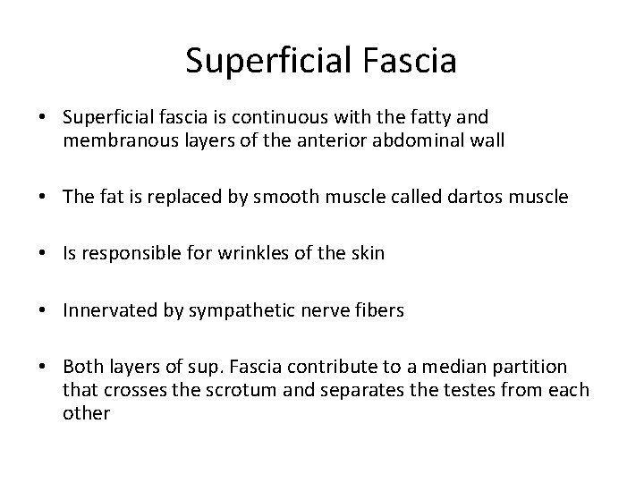 Superficial Fascia • Superficial fascia is continuous with the fatty and membranous layers of