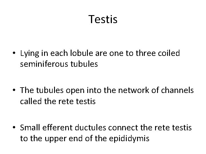 Testis • Lying in each lobule are one to three coiled seminiferous tubules •