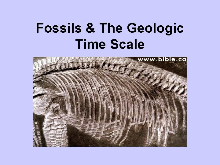 Fossils & The Geologic Time Scale 