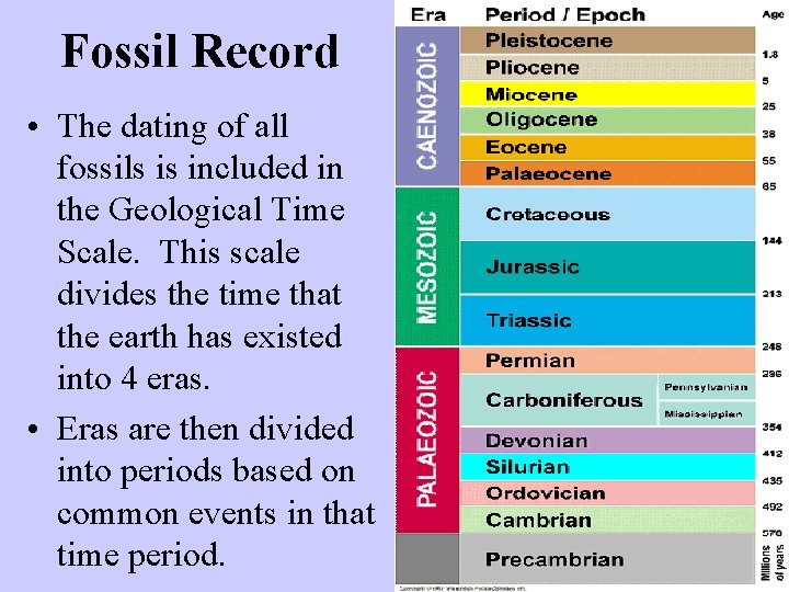 Fossil Record • The dating of all fossils is included in the Geological Time