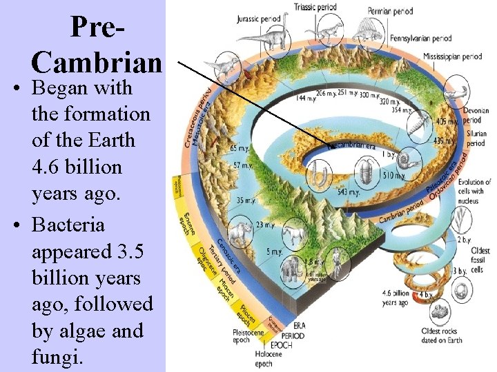 Pre. Cambrian • Began with the formation of the Earth 4. 6 billion years