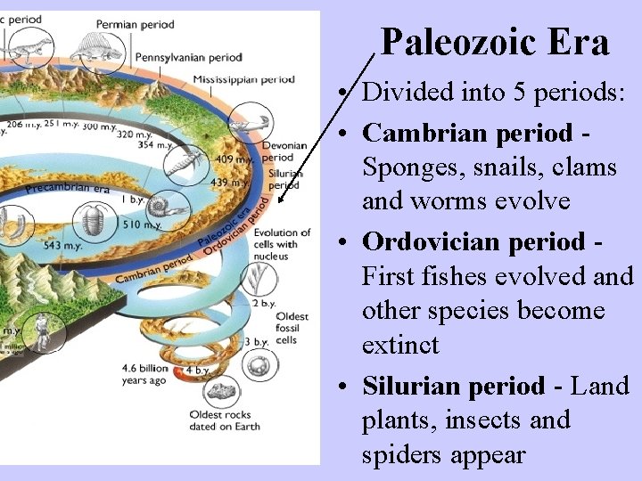 Paleozoic Era • Divided into 5 periods: • Cambrian period Sponges, snails, clams and