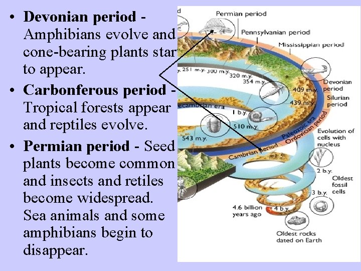  • Devonian period Amphibians evolve and cone-bearing plants start to appear. • Carbonferous