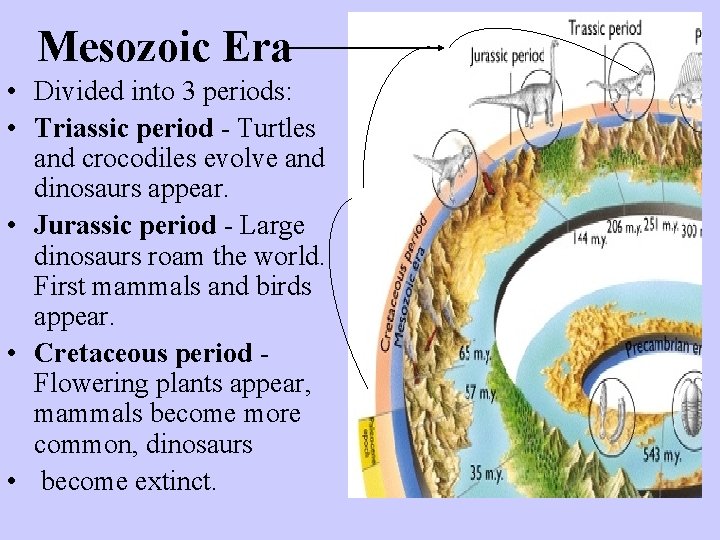 Mesozoic Era • Divided into 3 periods: • Triassic period - Turtles and crocodiles